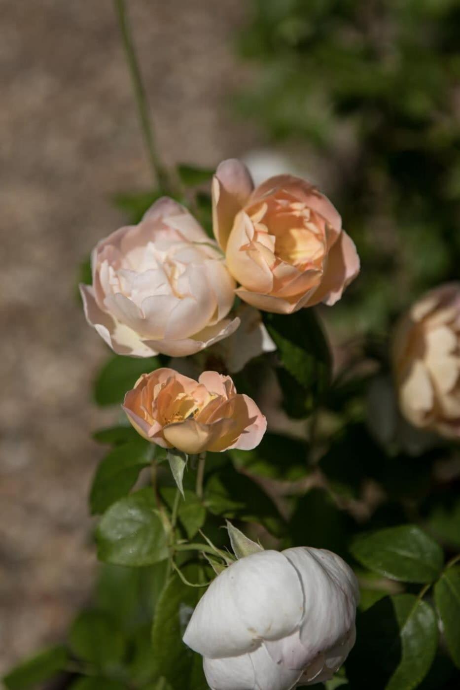 Two Rose Walk Cotswolds *